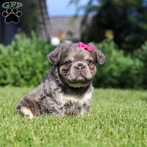 Laura, French Bulldog Puppy